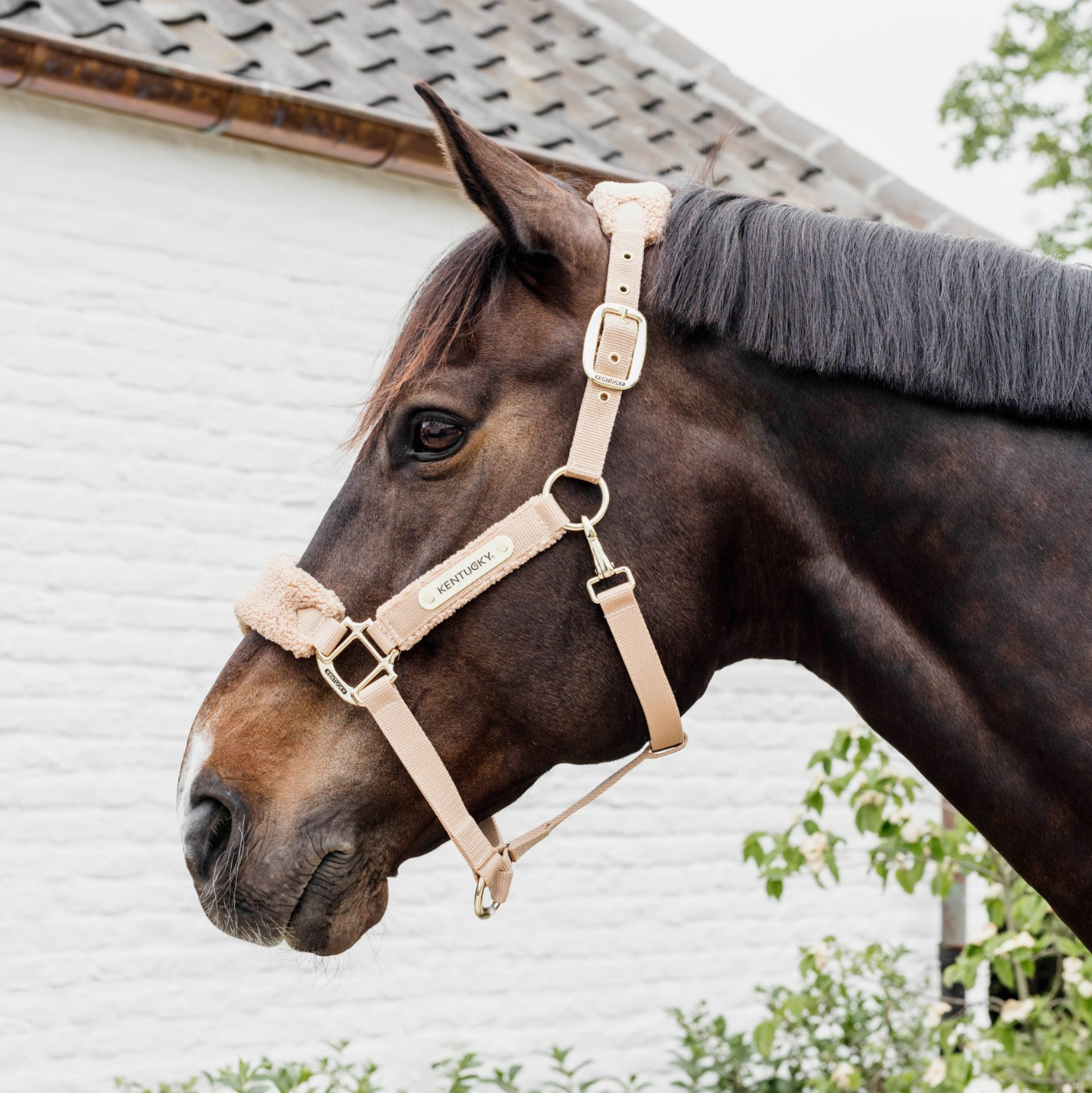 Kentucky Teddy Fleece Halter