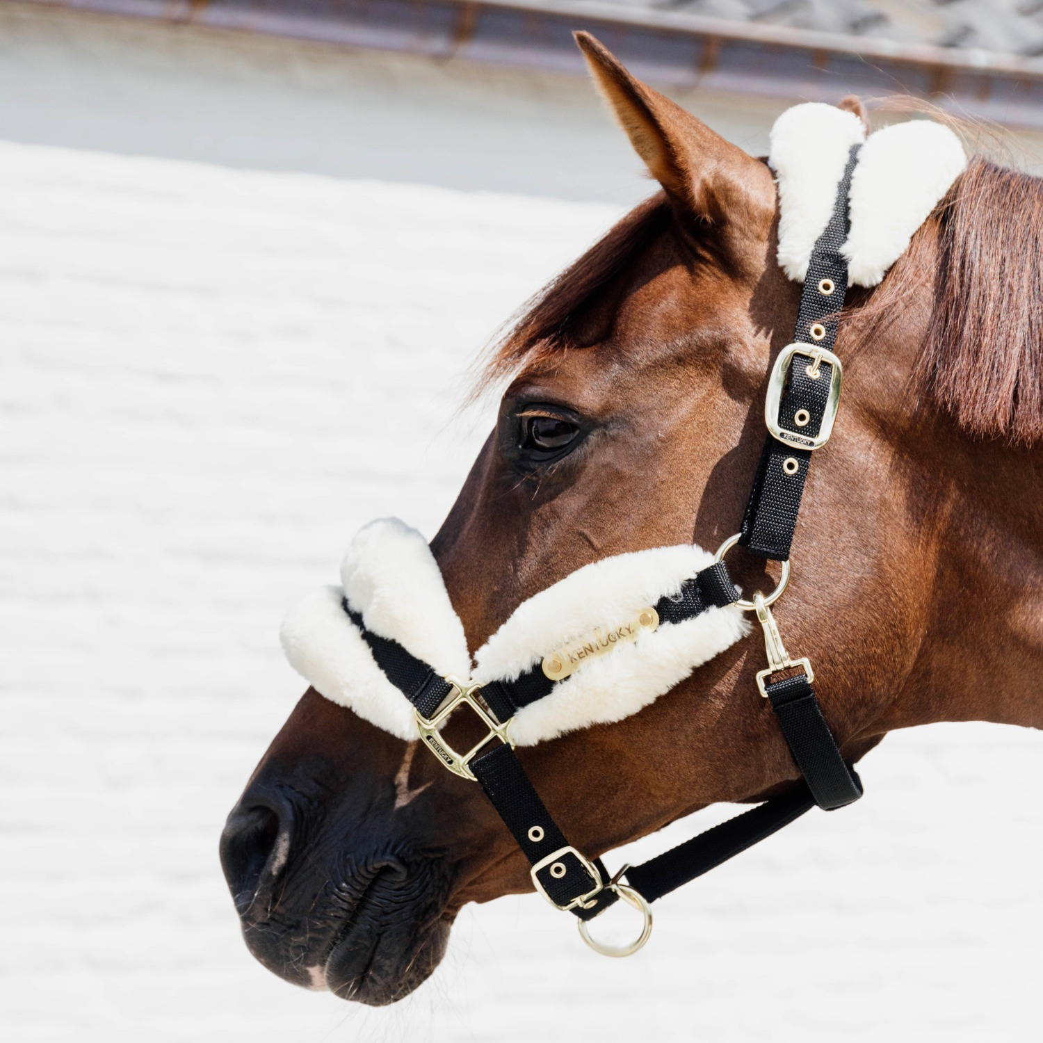Kentucky Nylon Sheepskin Halter Soft