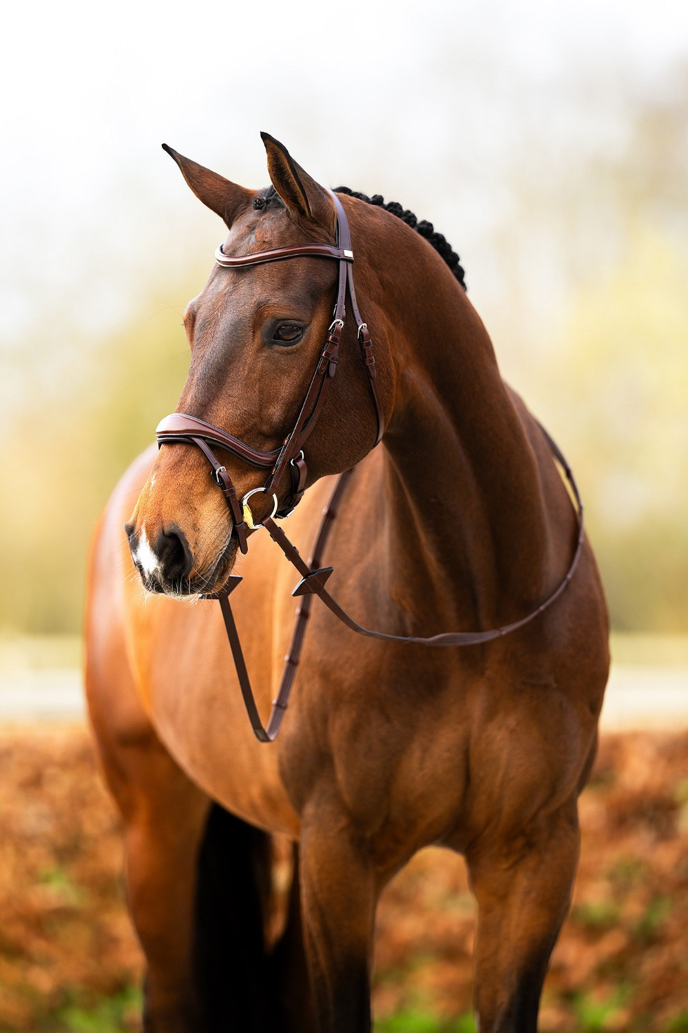 BR Bridle Horley