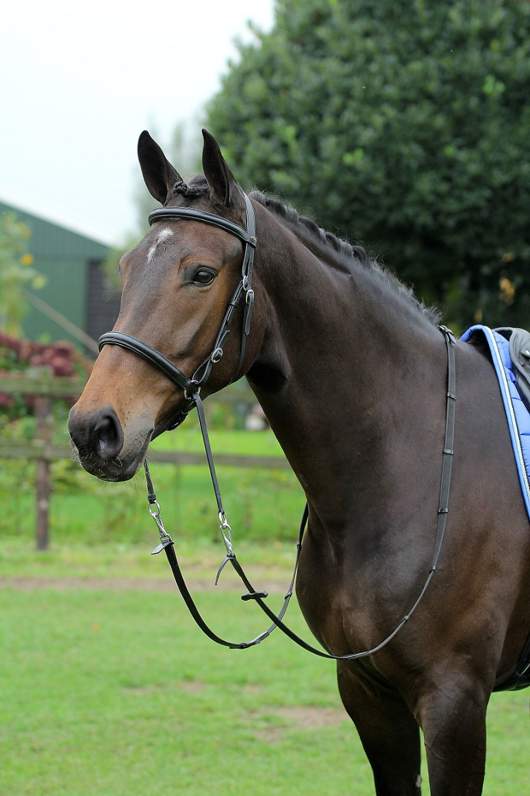 Horka Bitless Bridle