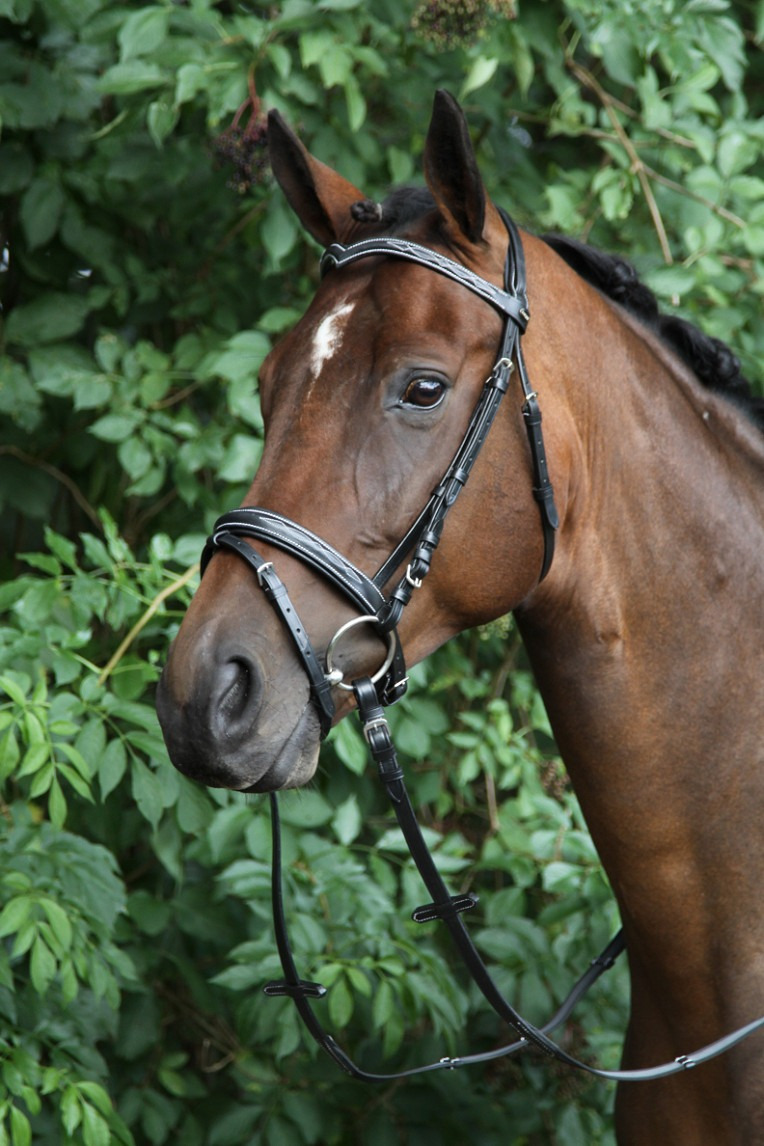 Horka Verdi Bridle