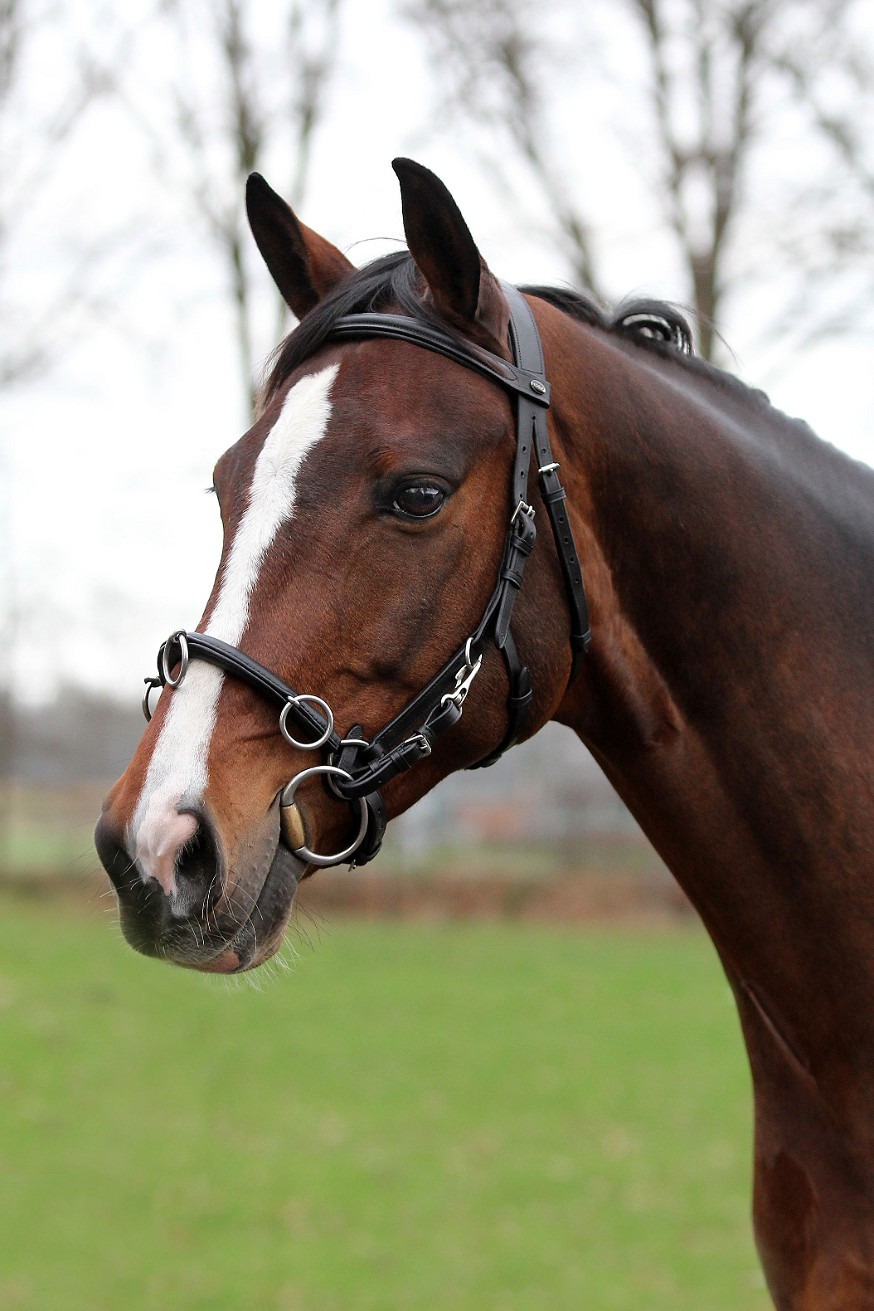 Horka Leather Cavesson