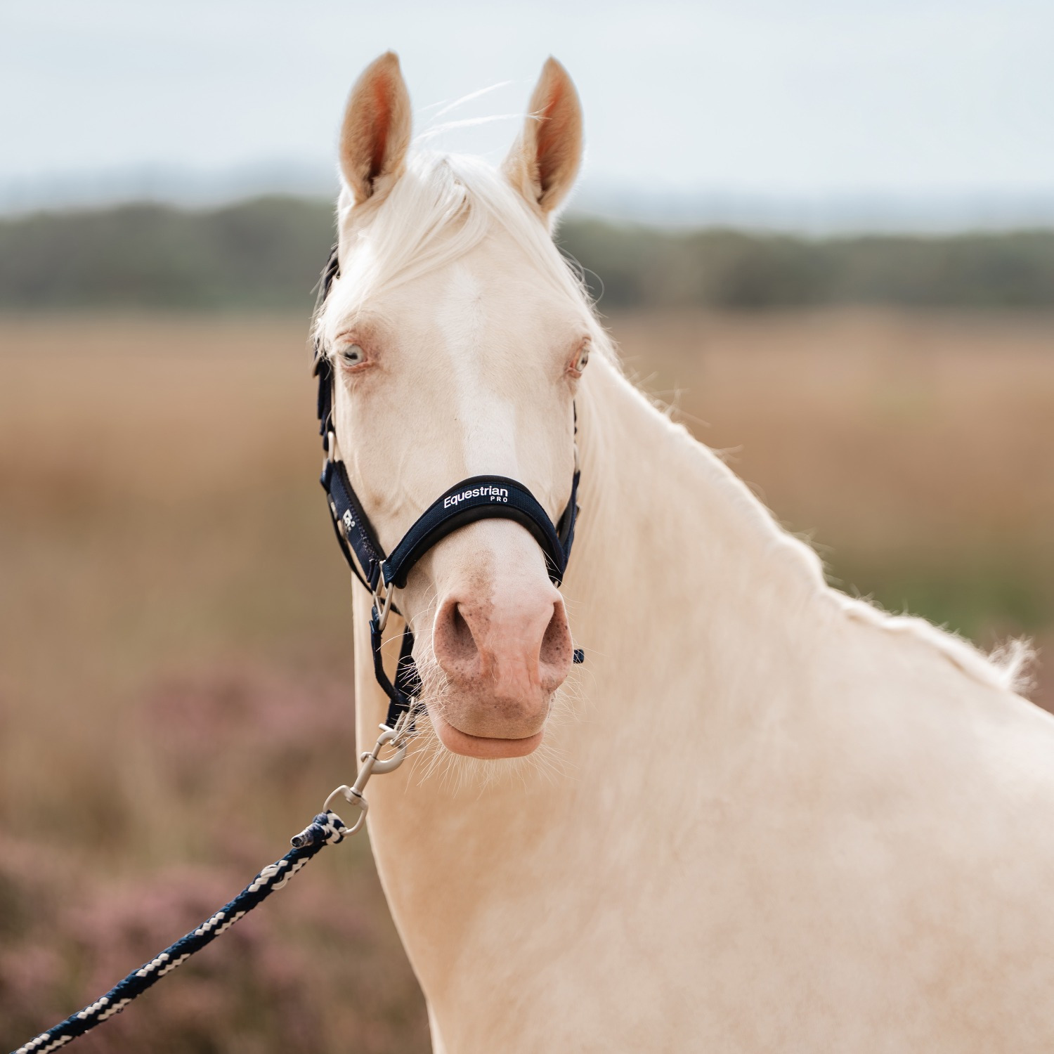EQPRO SS26 Headcollar Set Precious