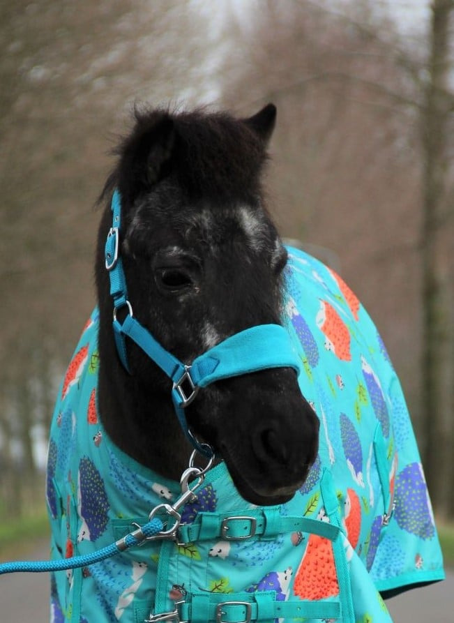 HB Bellwood Mini Fleece Halters