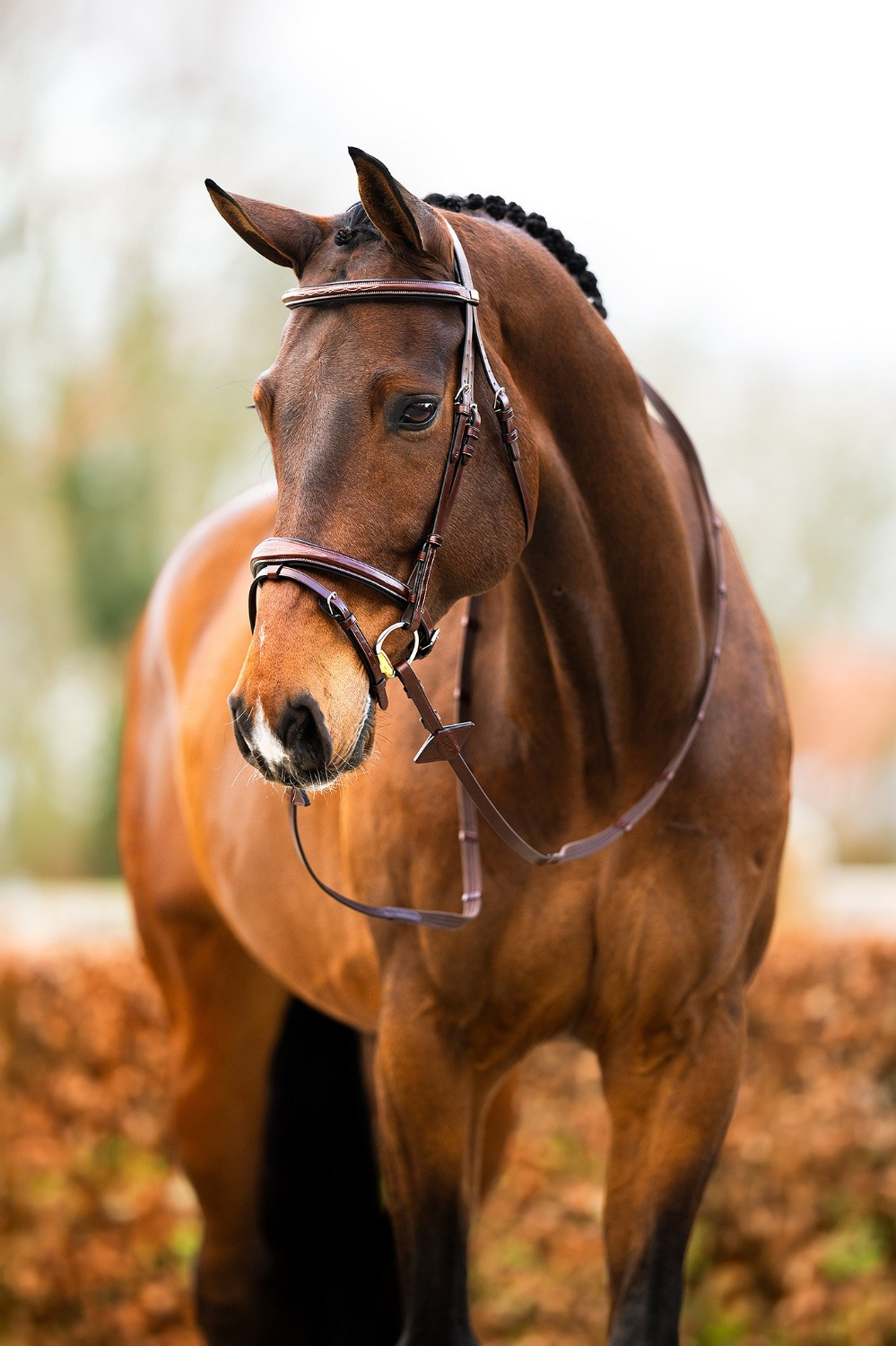 BR Bridle Shepshed
