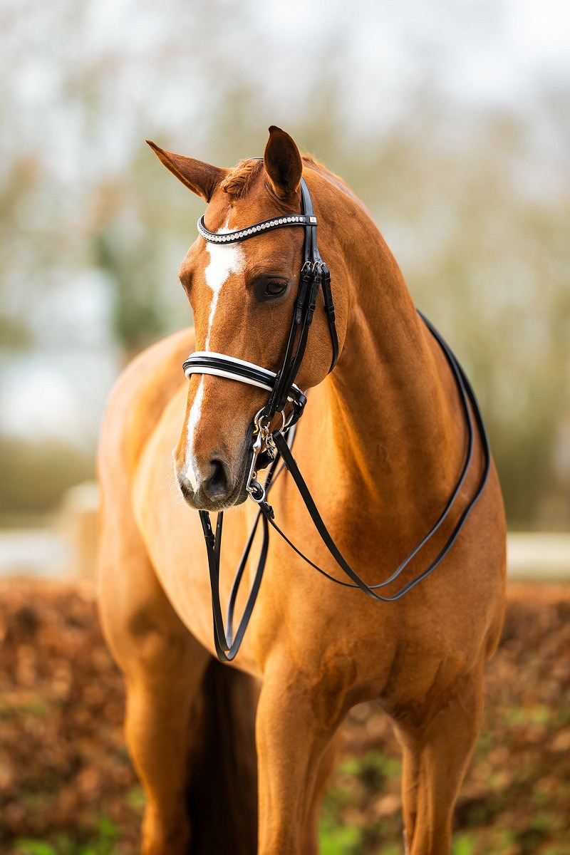 BR Double Bridle Heywood