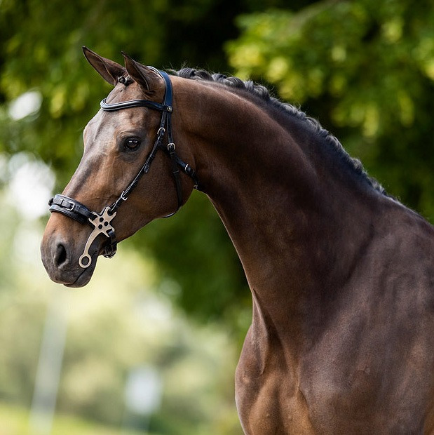 BR Hackamore Bridle Lydney