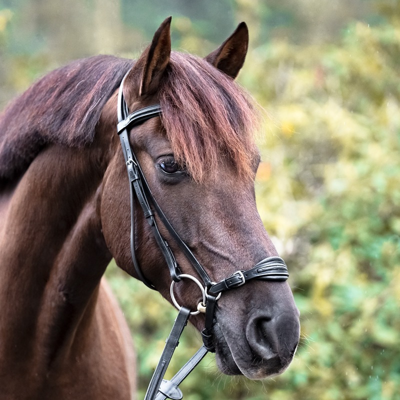 Kavalkade Hunter Hoofdstel Levana