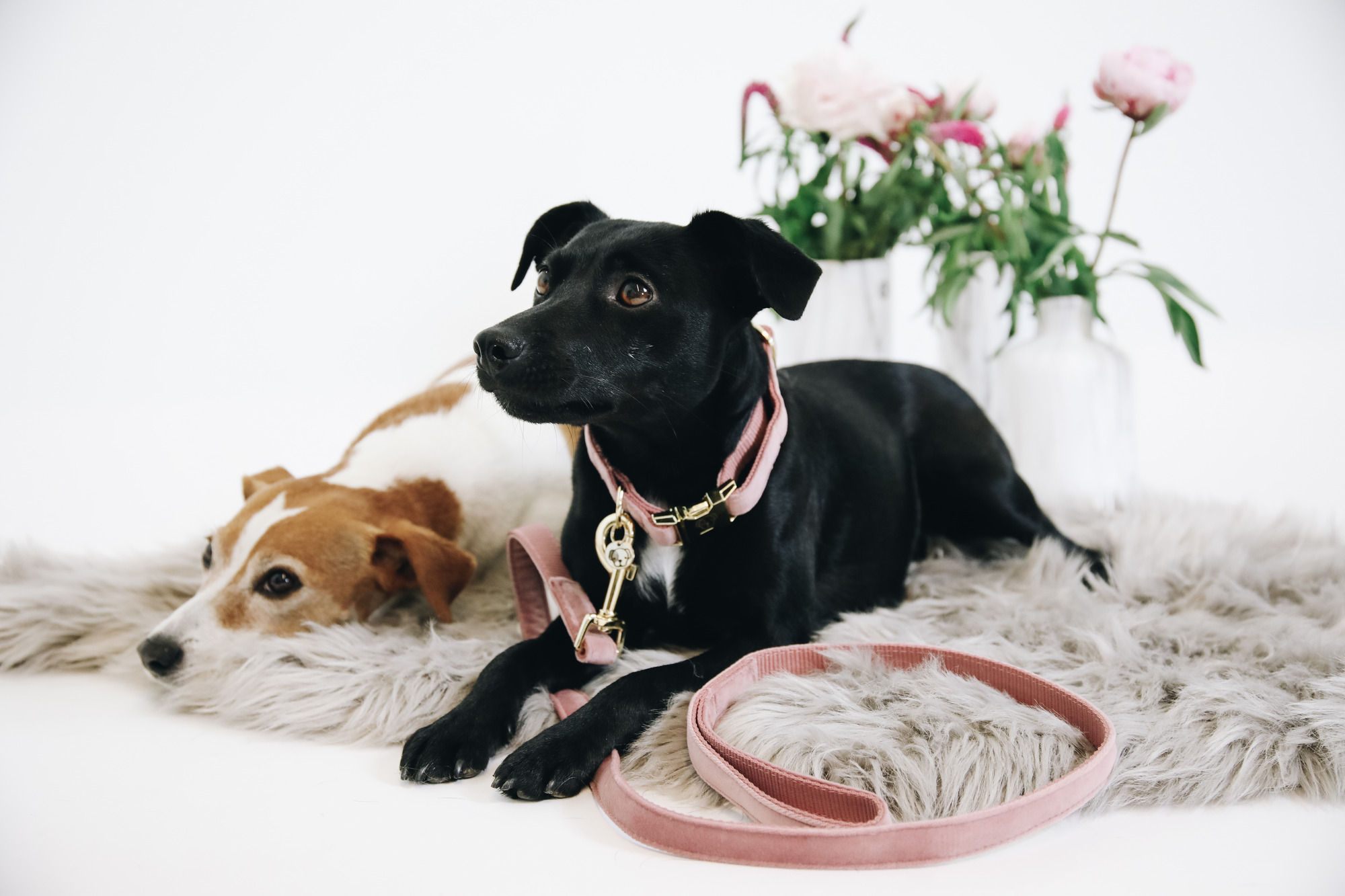 Kentucky Velvet Dog Leash 120 cm