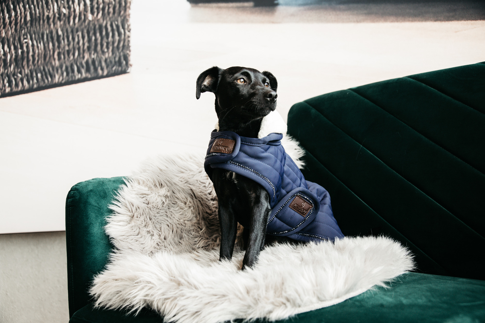 Kentucky Dog Coat Pearls