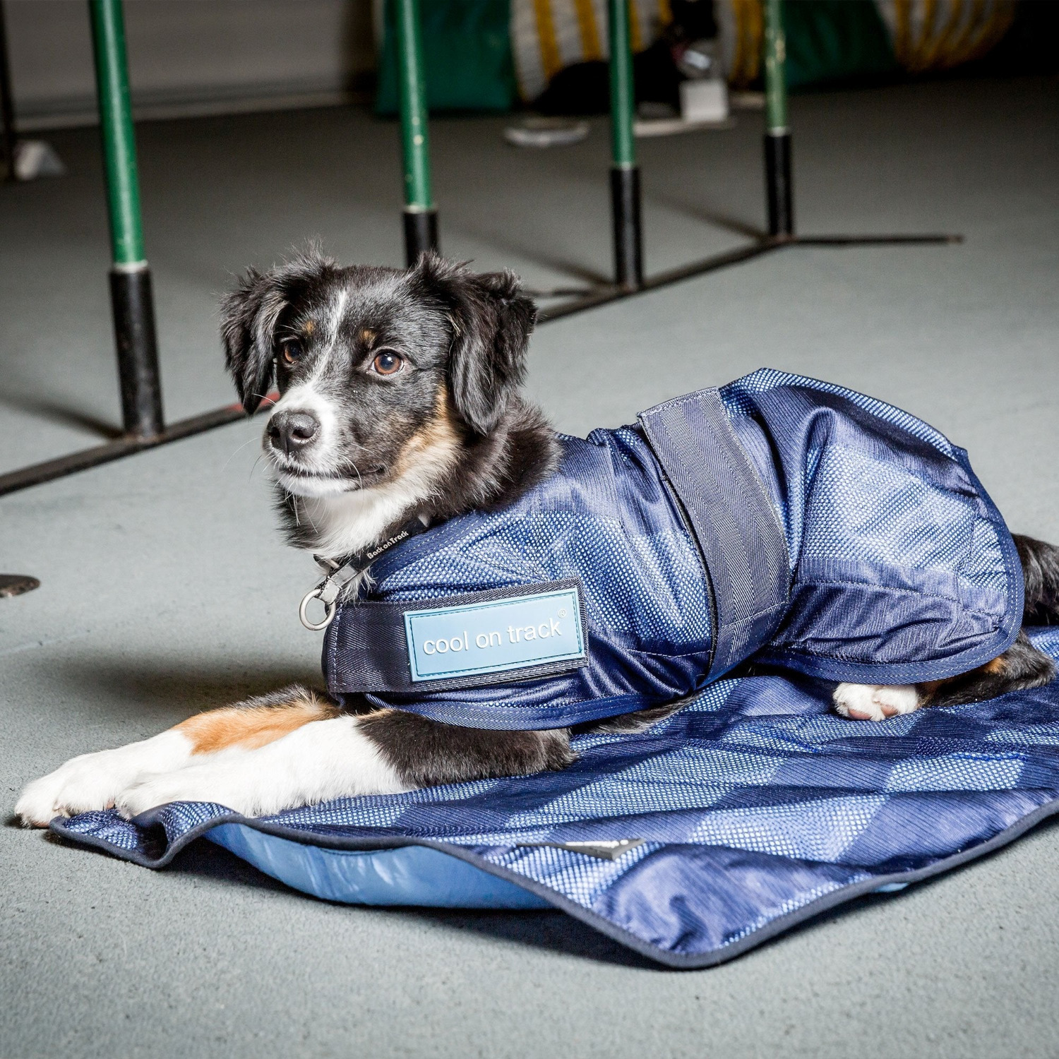 Back on Track Cooling-Hundedecke