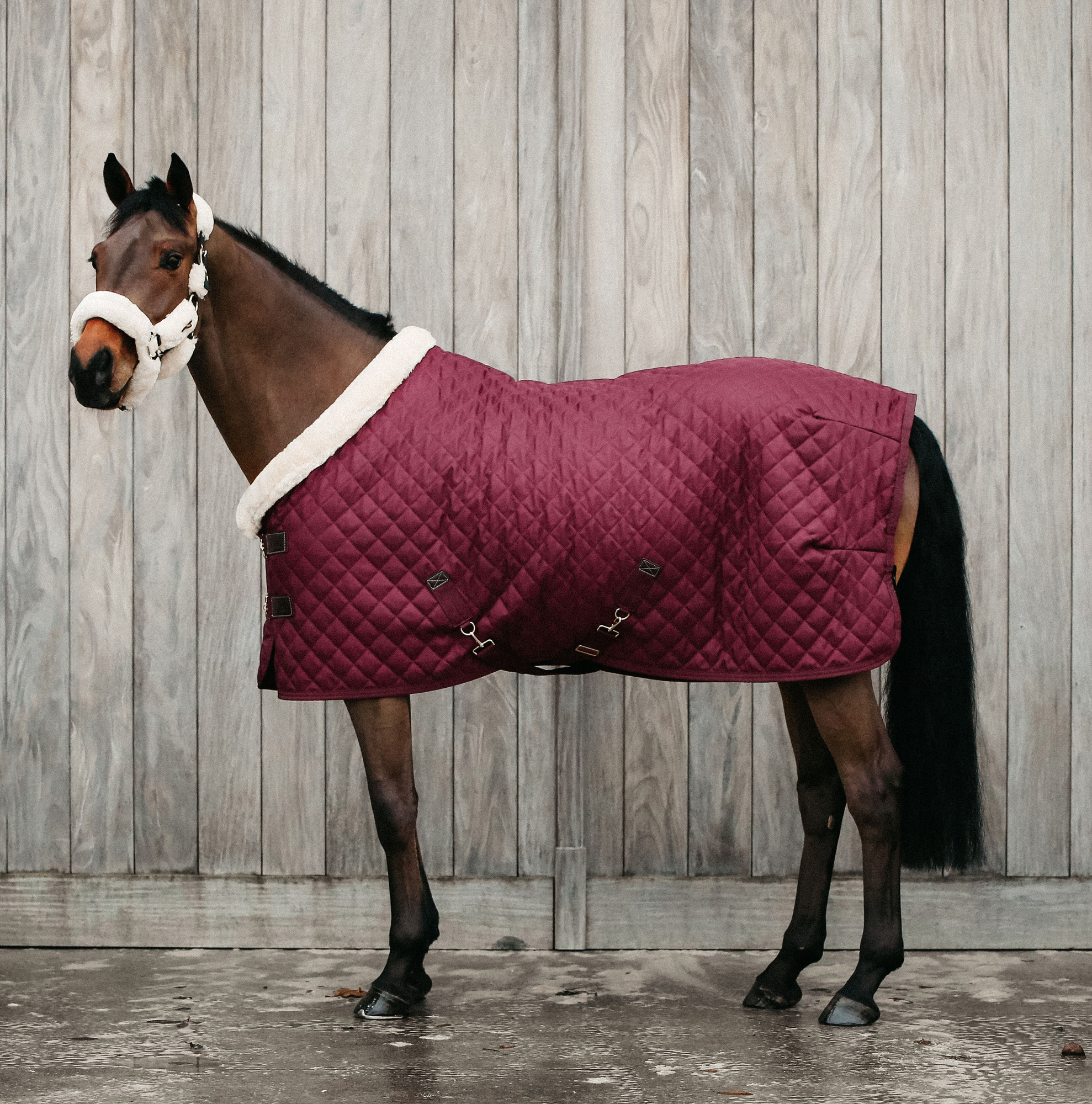 Kentucky Show Rug 160g Bordeaux