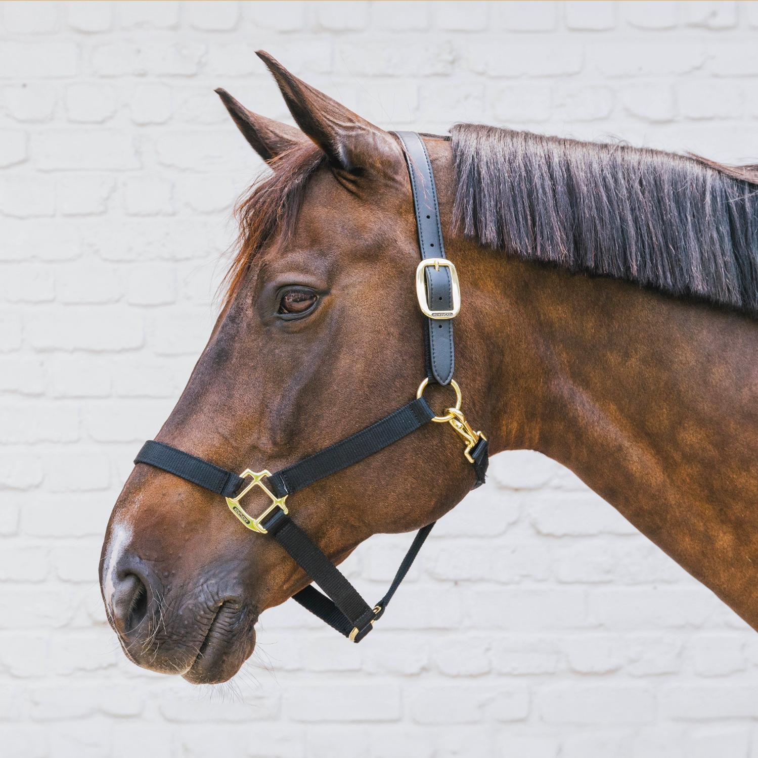 Kentucky Nylon Breakaway Halter