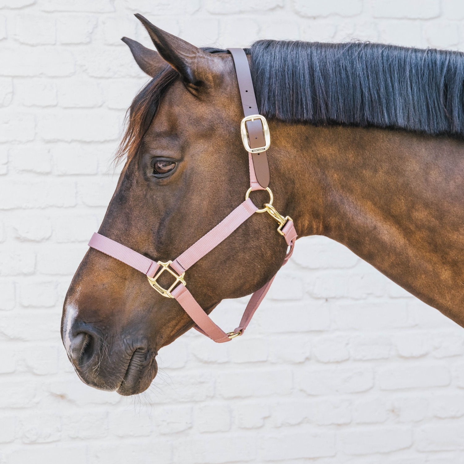 Kentucky Nylon Breakaway Halter