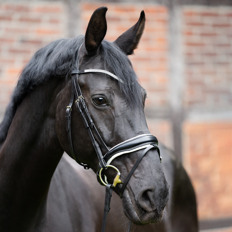 Kavalkade Frontriem Stardust