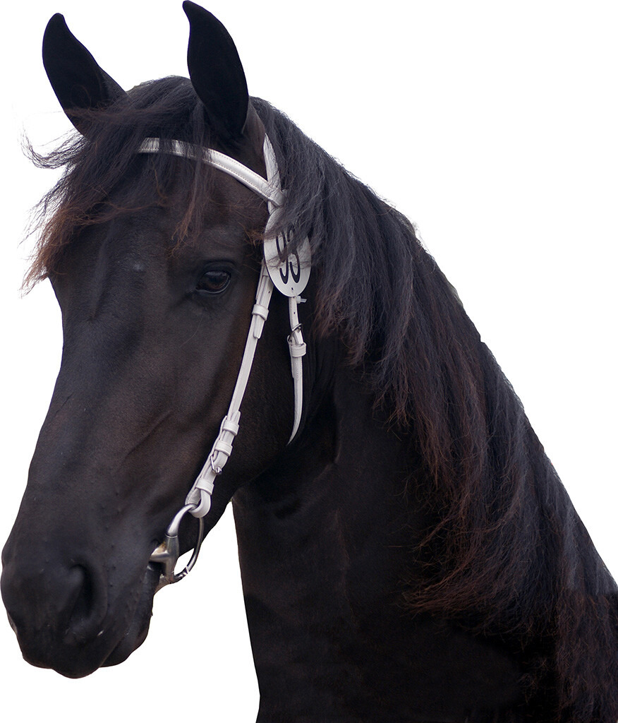 QHP Show bridle