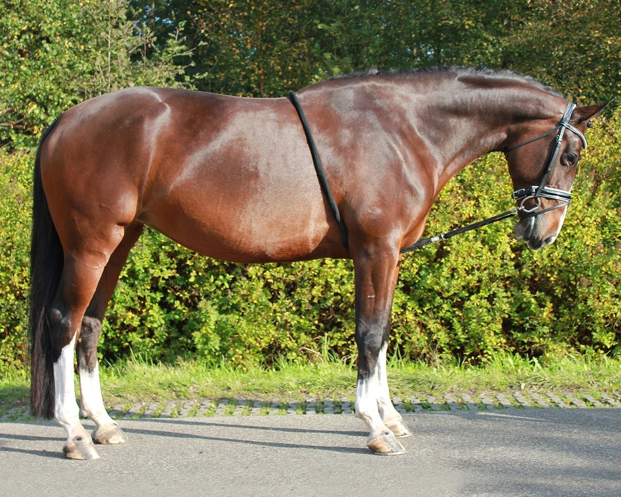 QHP Lunging Aid Rope