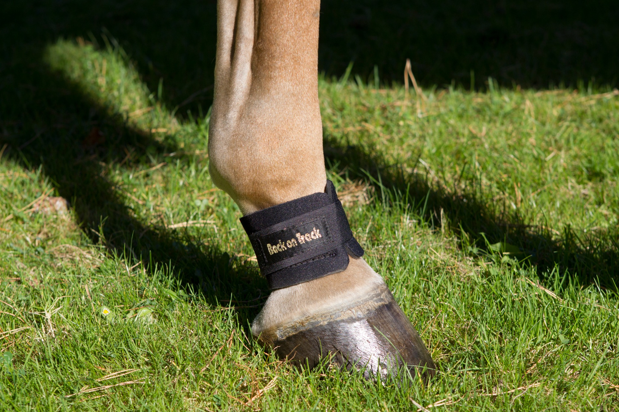 Back on Track Fesselbandage