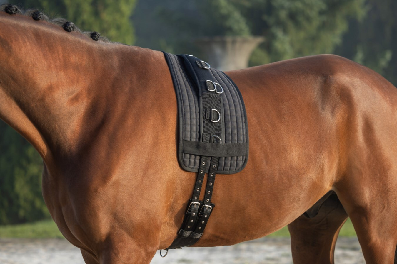 Covalliero Lunging pad