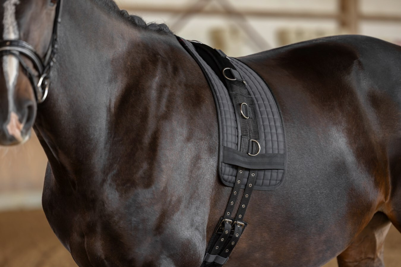 Covalliero Lunging Girth
