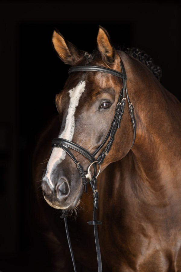 Covalliero Snaffle Bridle Standard