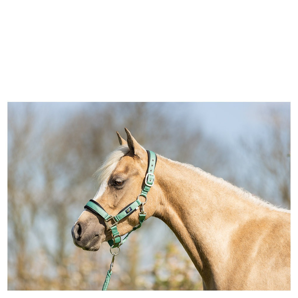 BR Mini Horse halter with lead rope