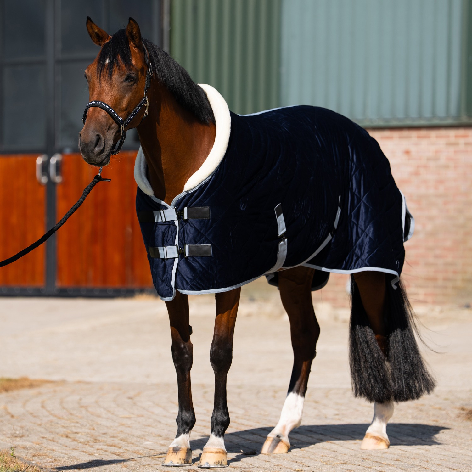 HV Polo Stalldecke HVPSacha