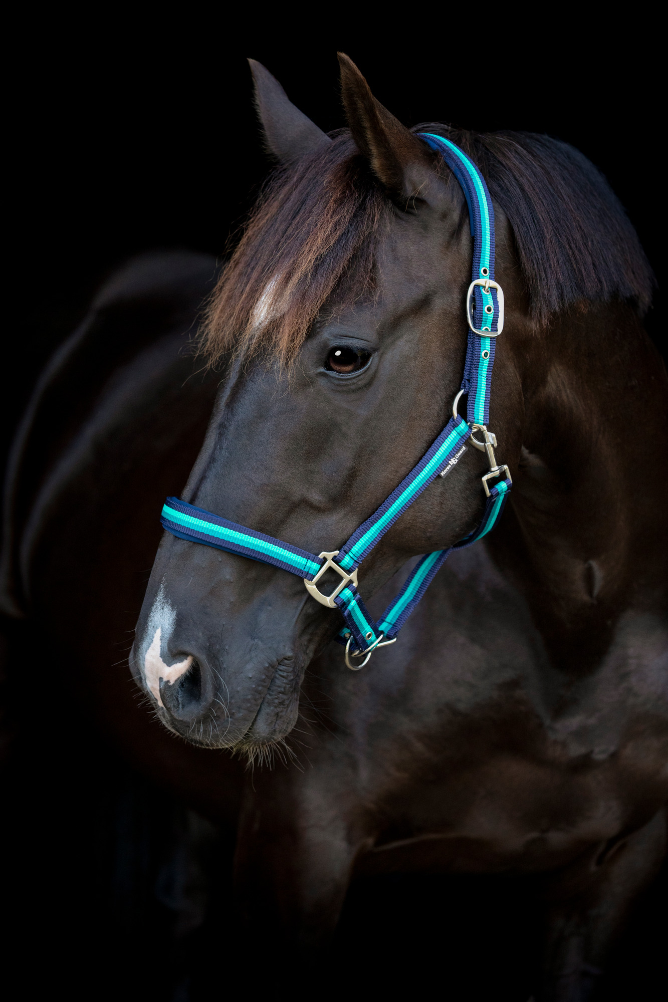 HorseGuard SS26 Gestreiftes Halfter
