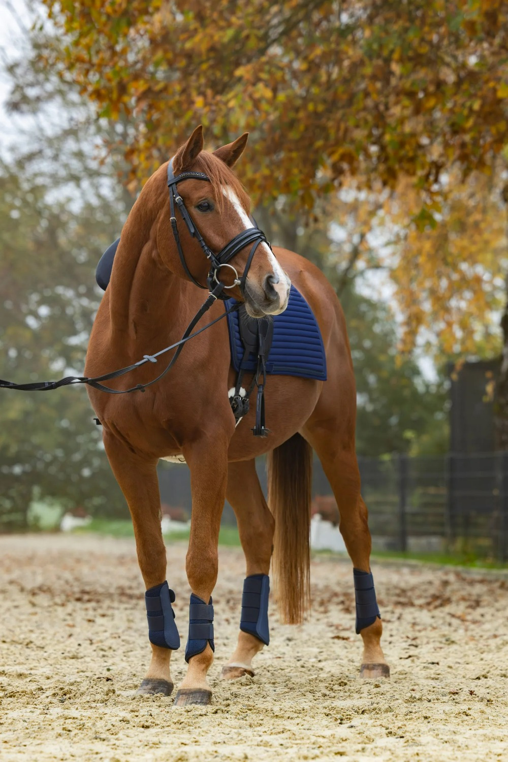 Covalliero Linea Saddle Pad