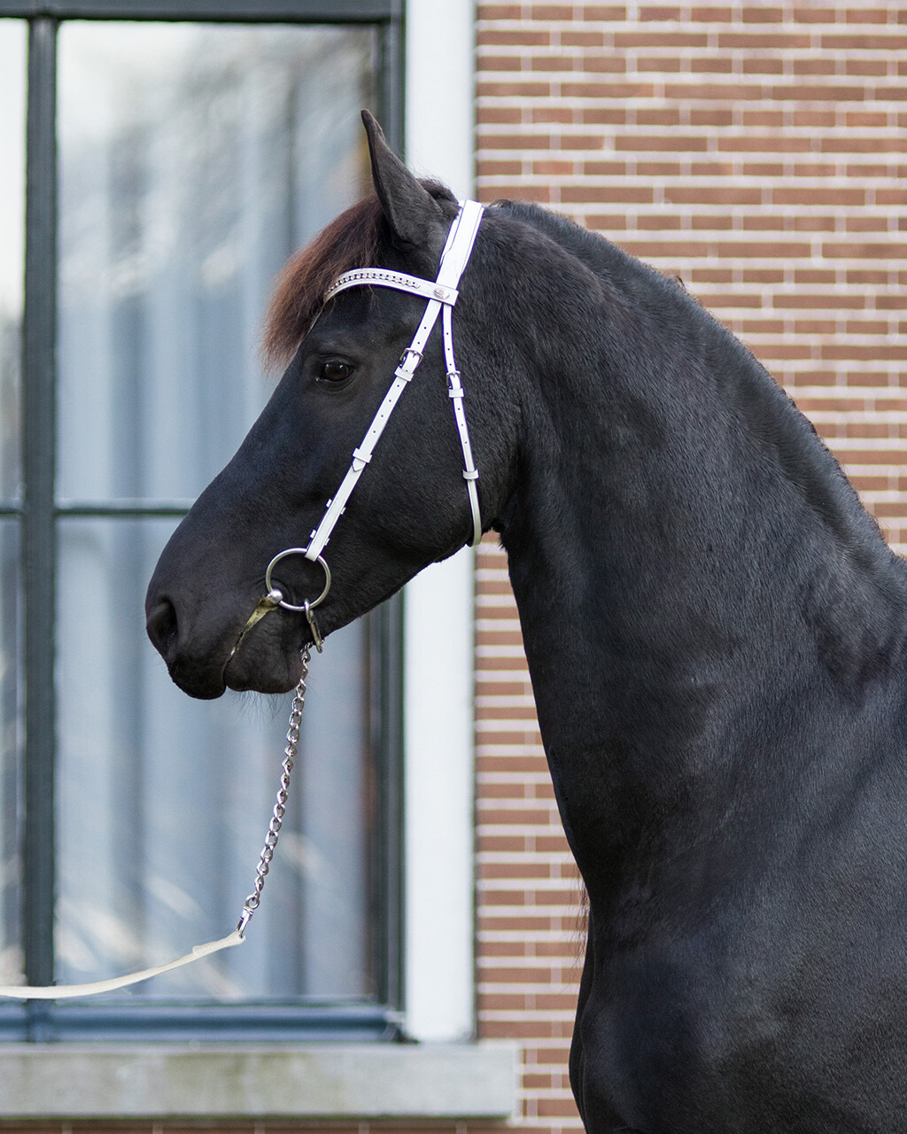 QHP Show bridle Luxe