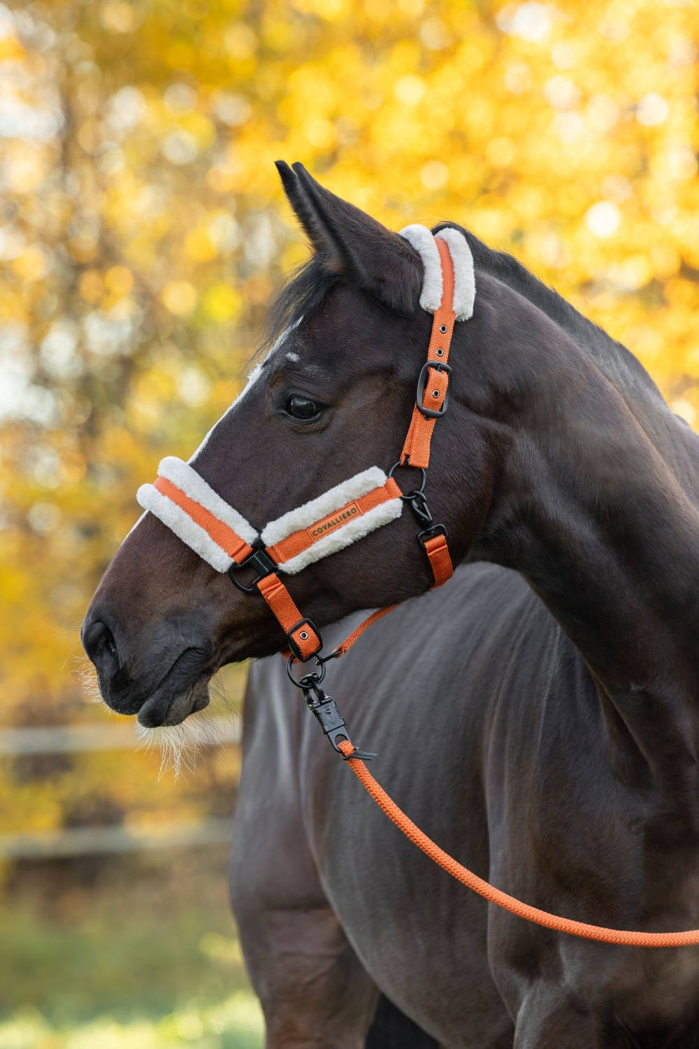 Covalliero FW26 Halster Soft
