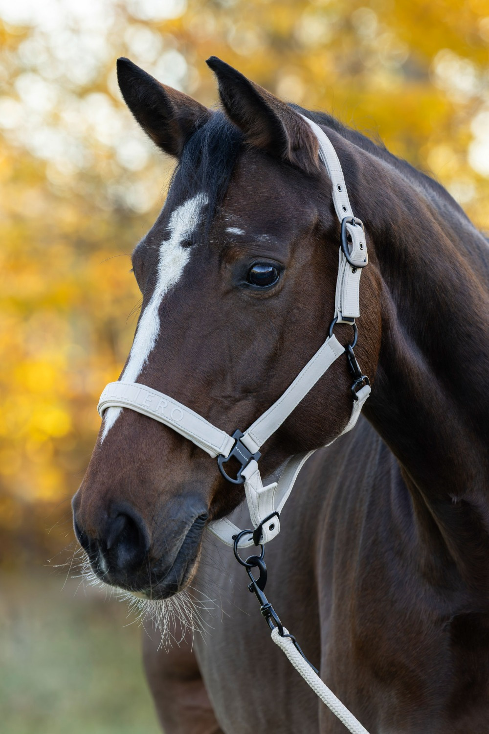 Covalliero FW26 Halter