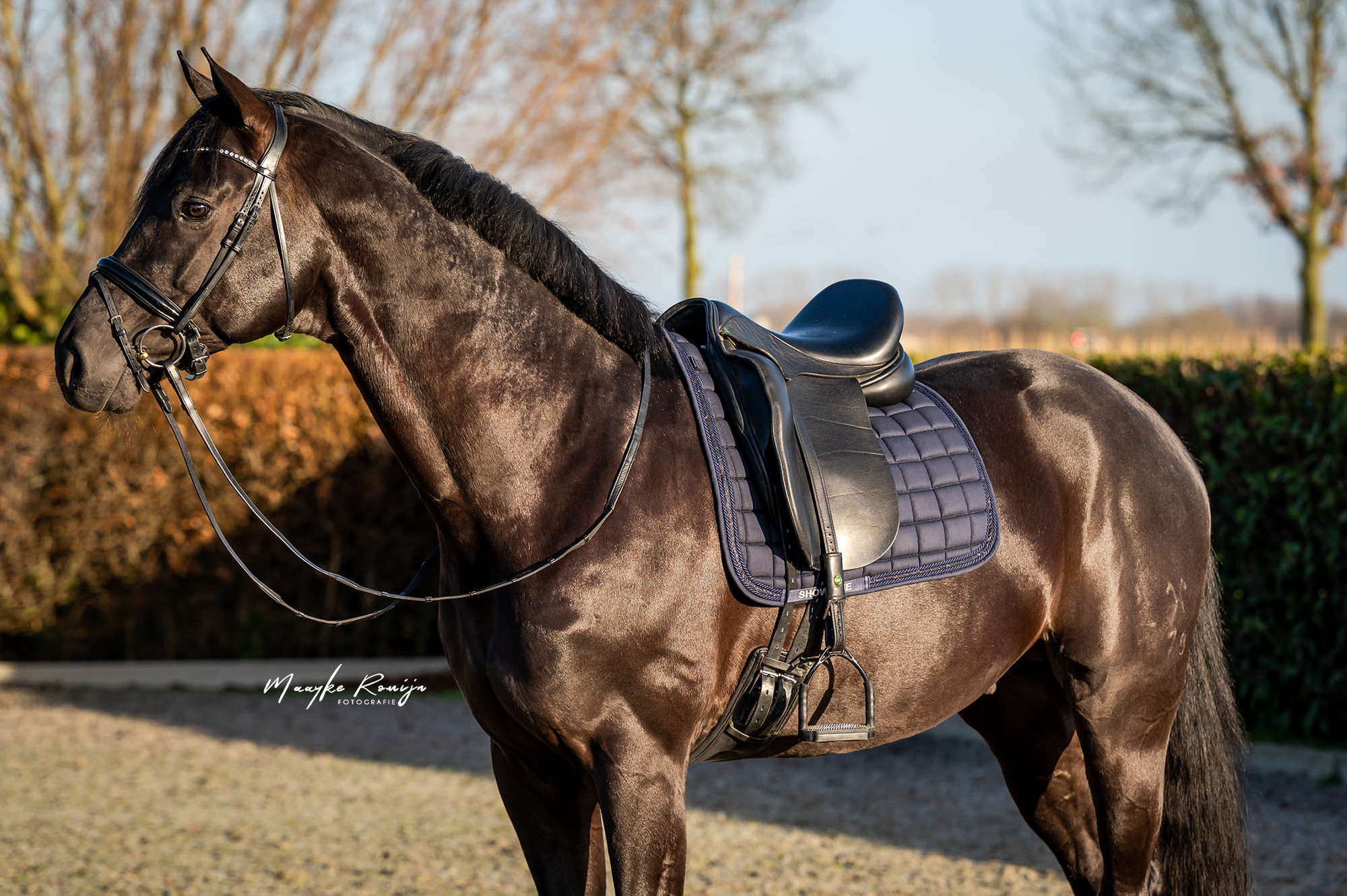 HB Showtime Saddlepad Glitty