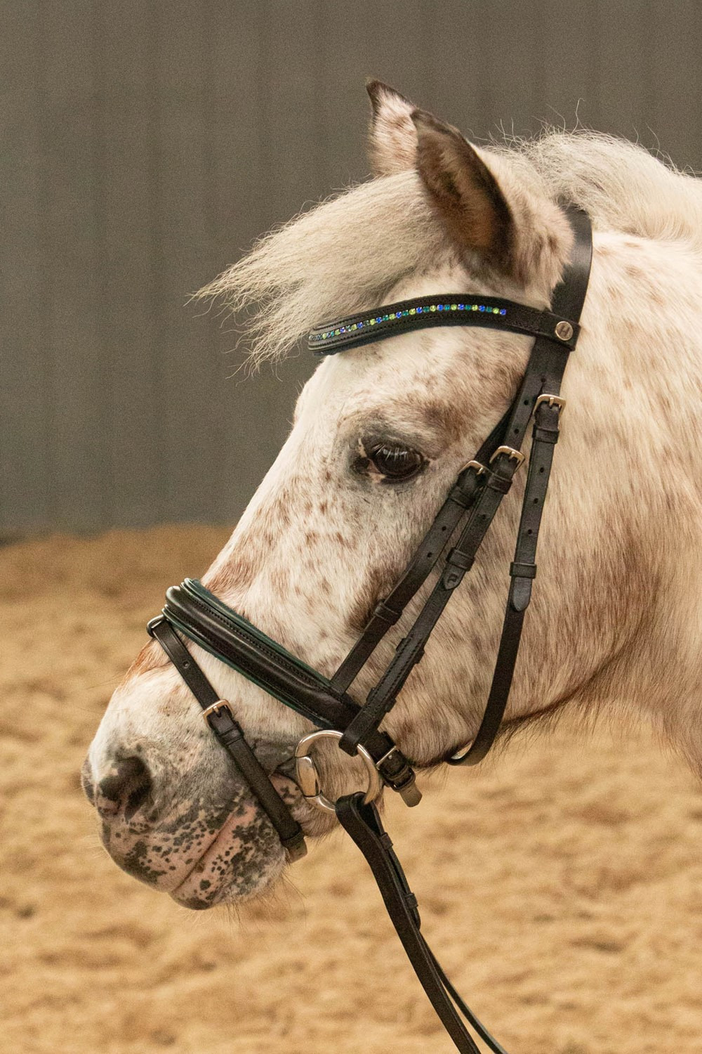 Harry's Horse FW25 Bridle Stout!