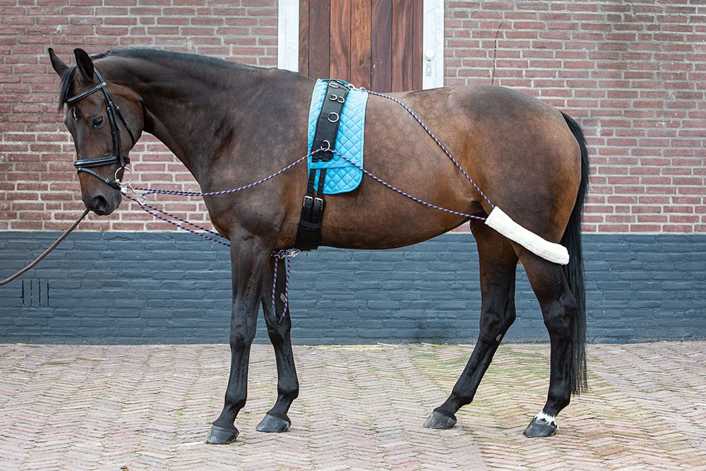 Harry's Horse Lunging support system