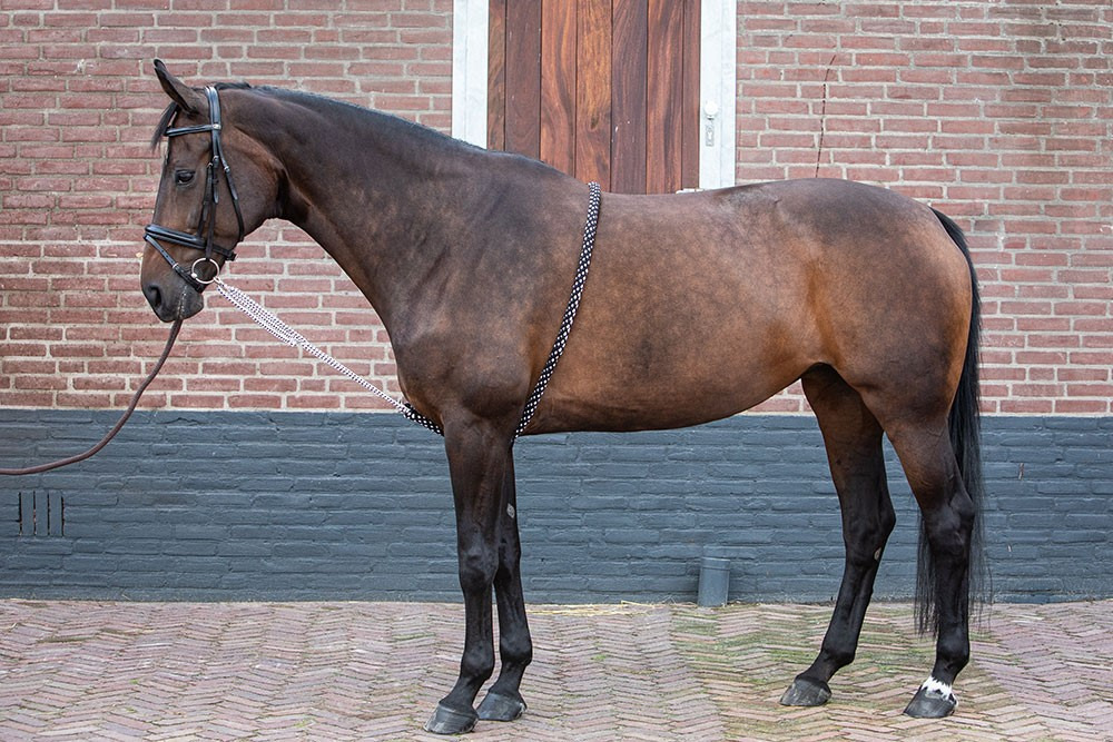 Harry's Horse Lunging Aid Soft