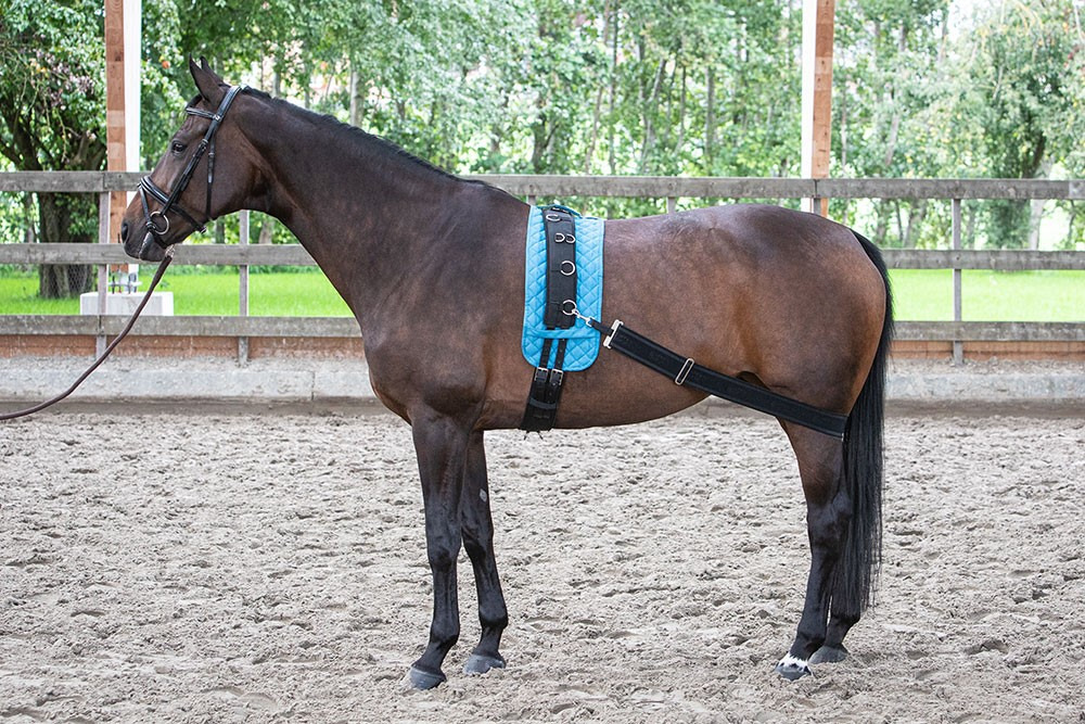 Harry's Horse Elastic Lunging Band