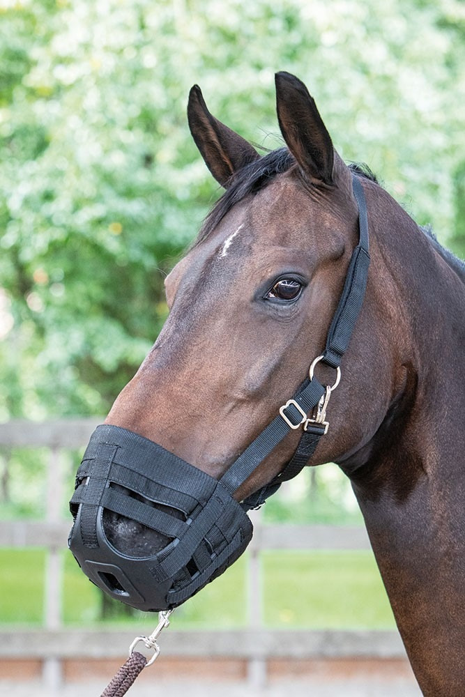 Harry's Horse grazing muzzle air