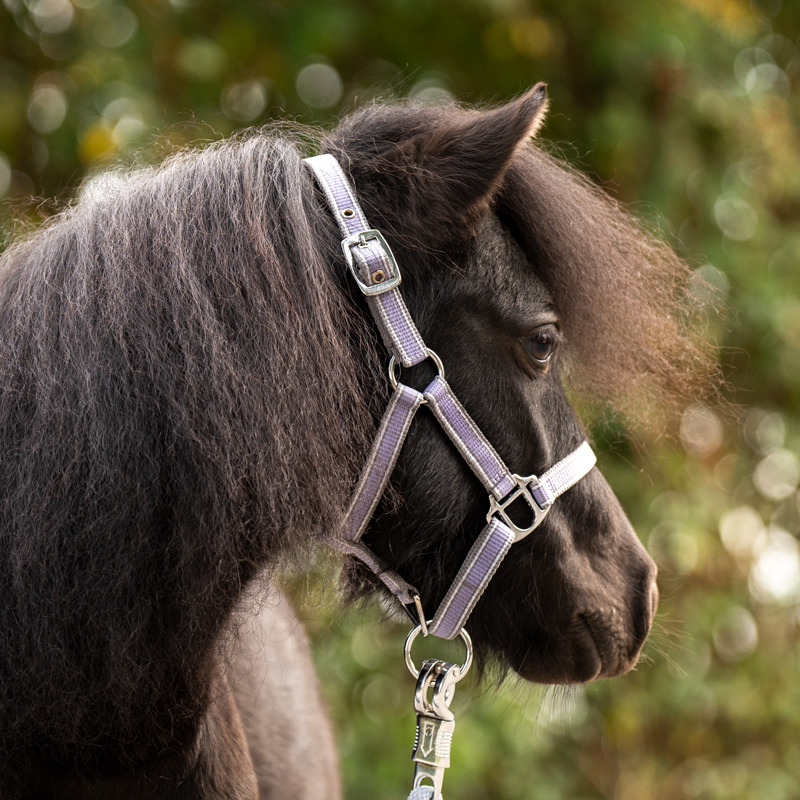 Kavalkade Shetlander Halster Shorty