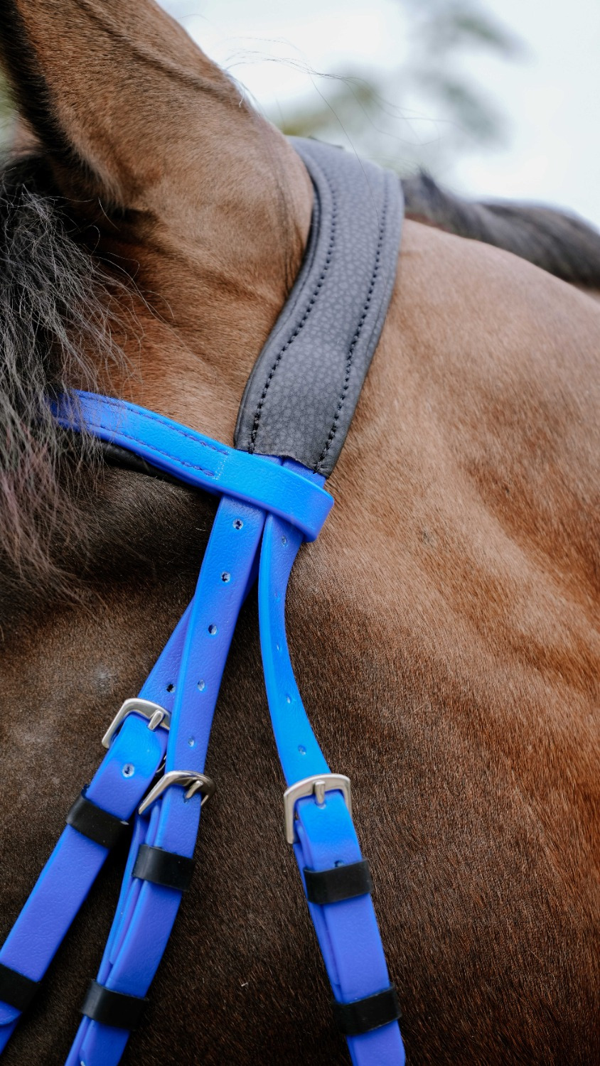 NORTON Bridle Endurance Pop