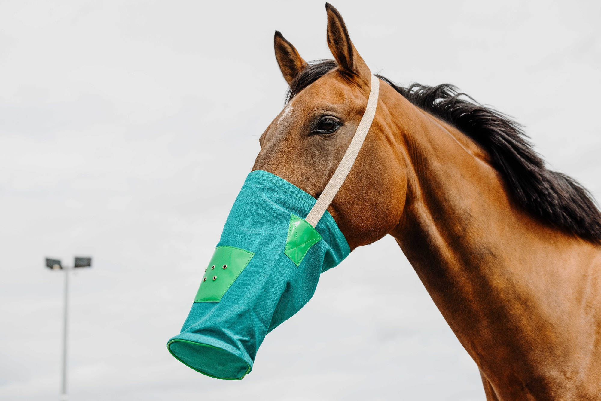 Hippo-Tonic Canvas Feed Bag