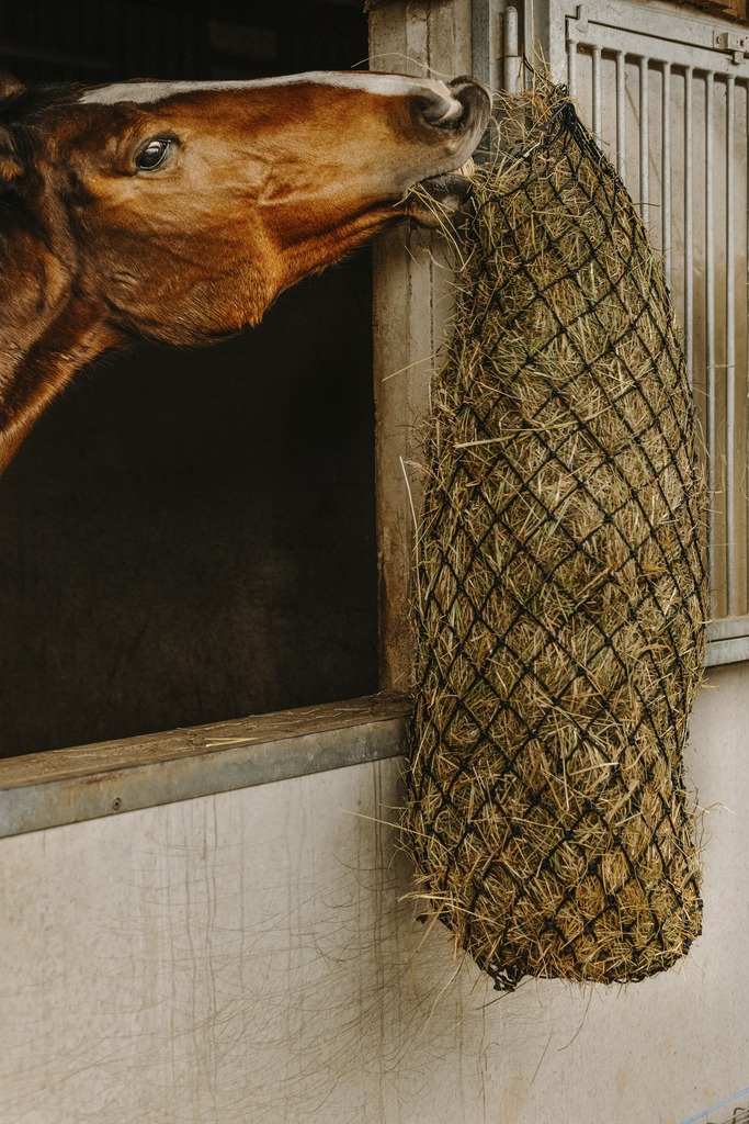Hippo-Tonic Long Haynet