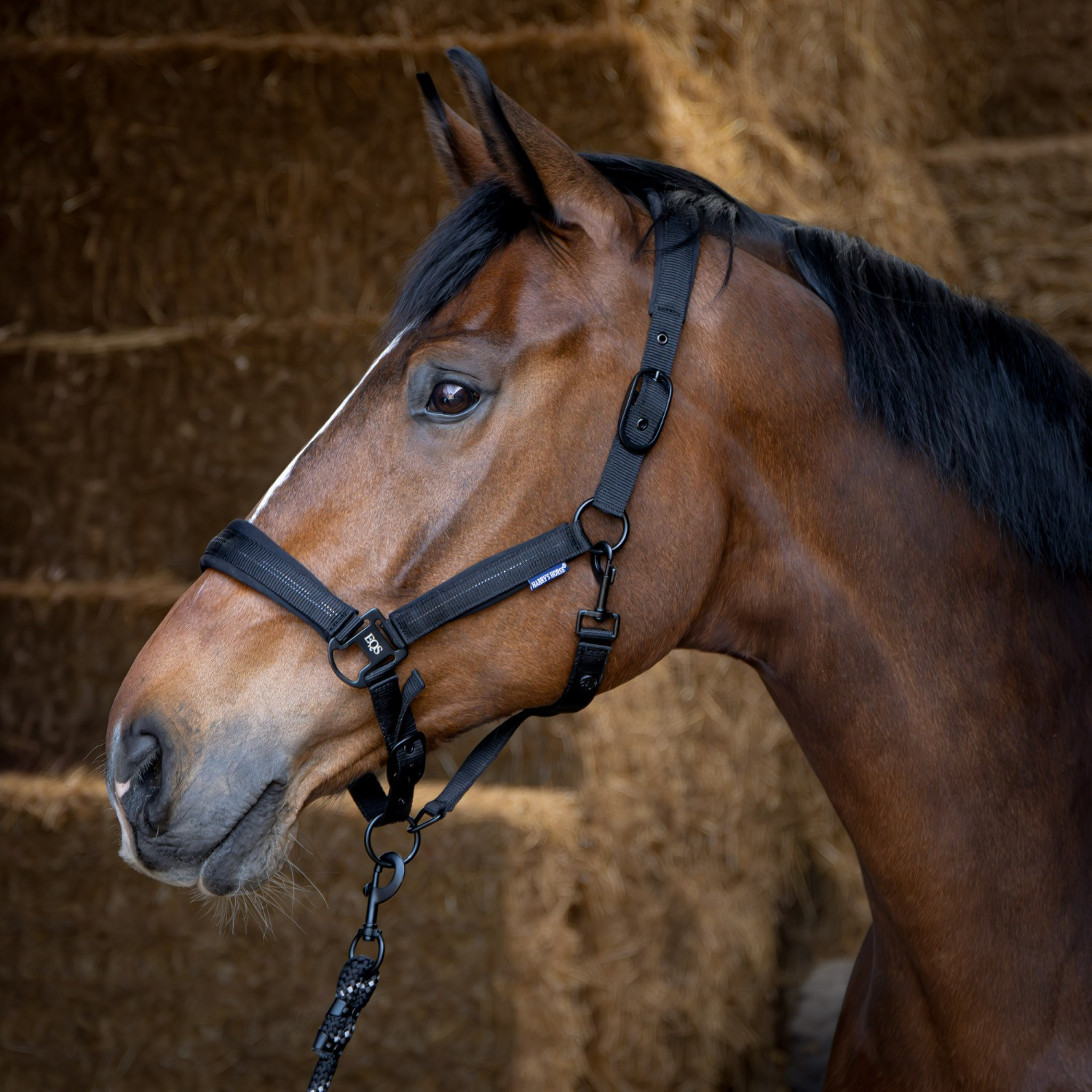 Harry's Horse Halter Set Black Edition