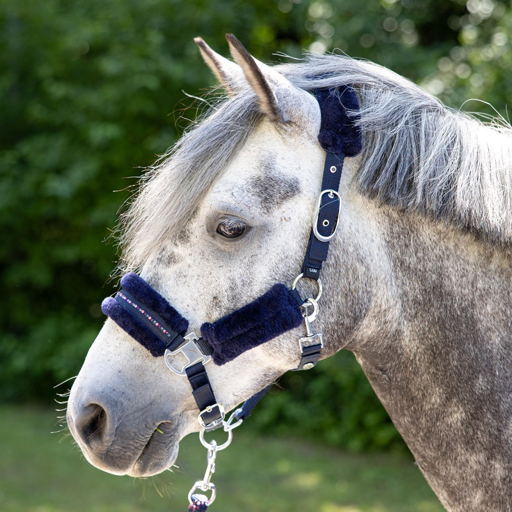 Harry's Horse SS26 Halterset Denici Cavalli Purple Passion Crystal