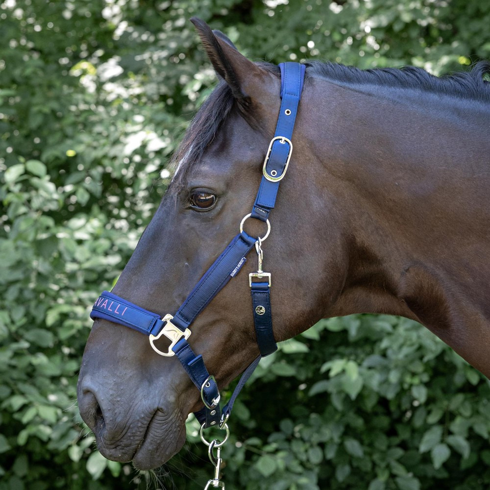 Harry's Horse SS26 Halterset Denici Cavalli Purple Passion Satin