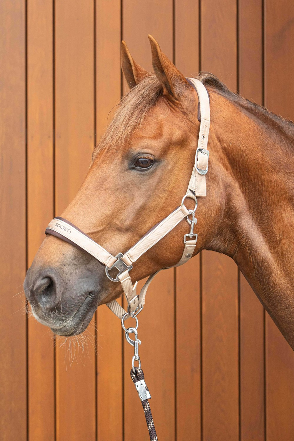 Harry's Horse FW25 Halsterset Satin Eli