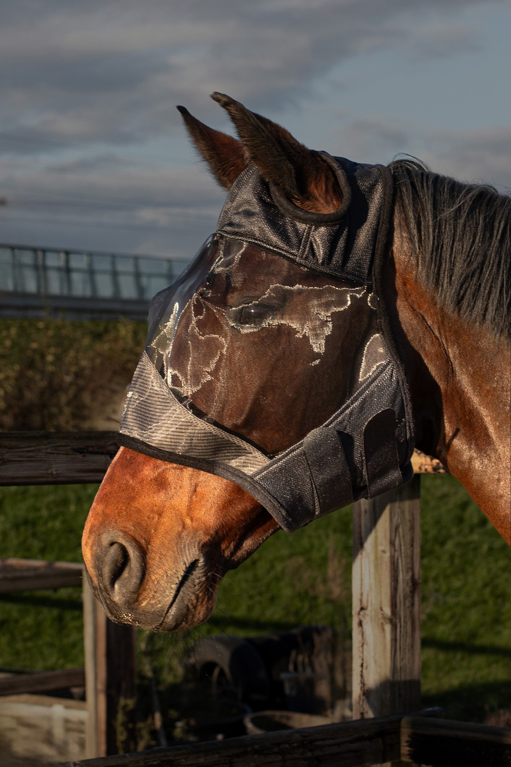 Harry's Horse Fly mask Flyshield without ears