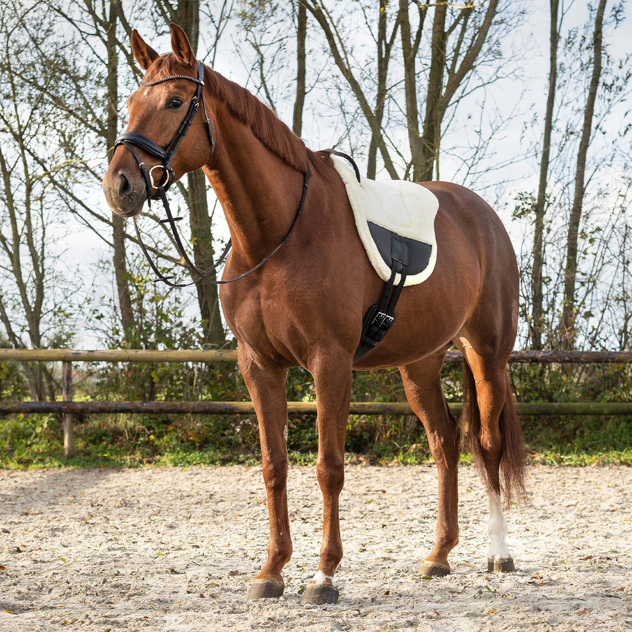QHP Bareback pad Ontario