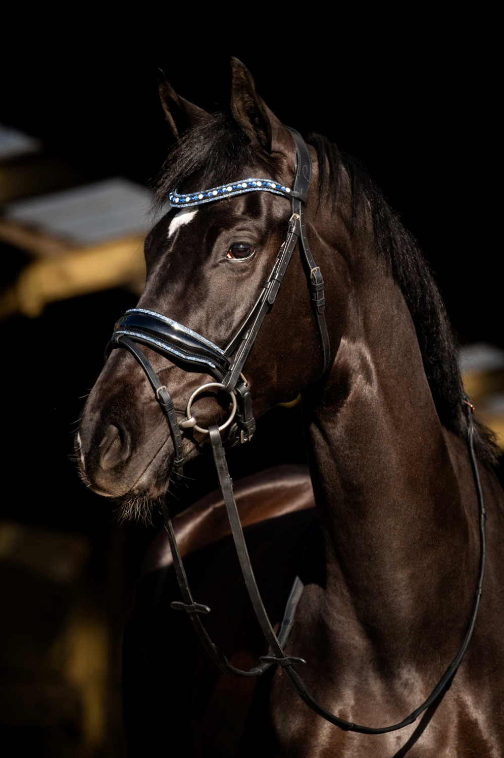 HB Showtime Bridle Blue Ocean