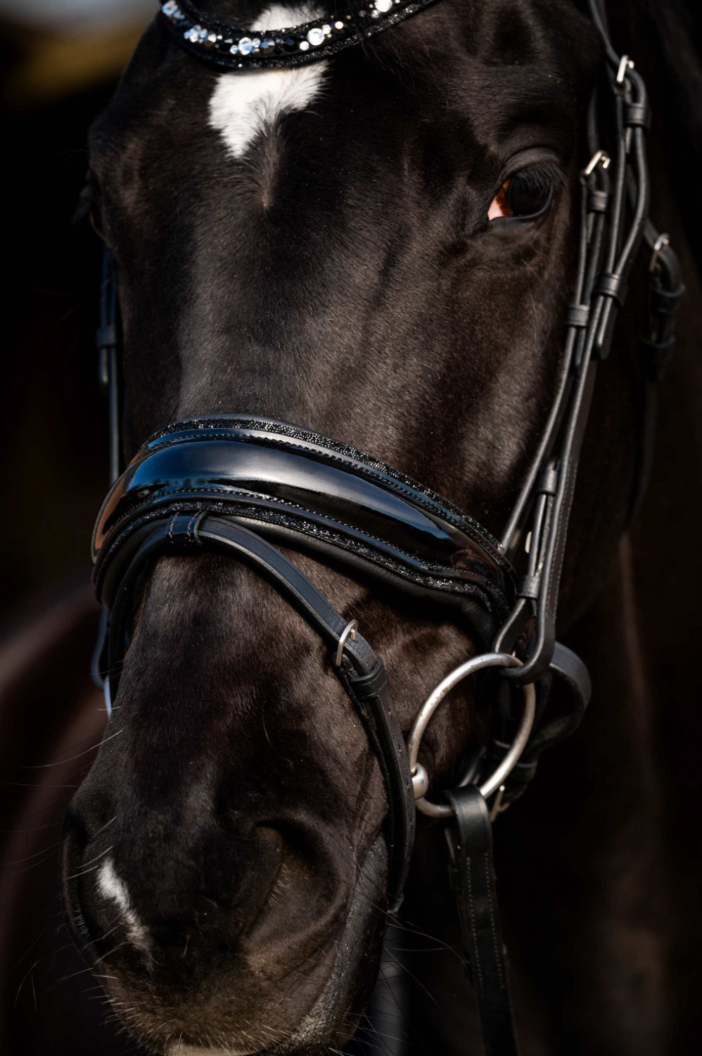 HB Showtime Bridle Dark Eagle